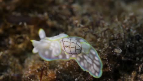 A-Bubble-shell-sea-slug-with-crawling-along-a-tropical-reef