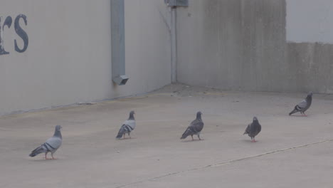 Pigeons-walking-around-parking-garage-in-Austin,-Texas