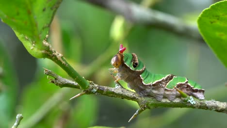 Green-Papilonidae-caterpillar-everting-red-forked-osmeterium,-macro
