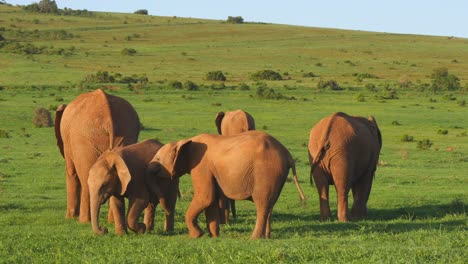 Herd-of-elephants-in-wide-green-lands,-low-altitude-parallax-drone-shot