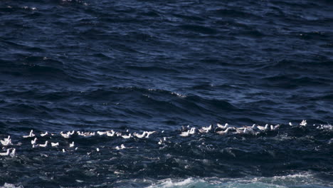 A-school-of-pelagic-fish-lurk-below-a-flock-of-sea-gulls-floating-on-the-swirling-water-surface