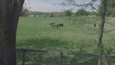 horses-running-in-grassy-field