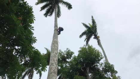 Observation-of-a-palm-climber-scaling-a-huge-palm-in-Villa-Clara,-Cuba