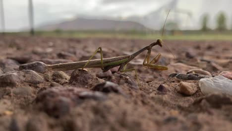 Green-praying-mantis-on-ground