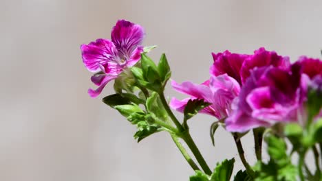 Closeup-footage-of-geranium-flowers-moved-by-the-wind