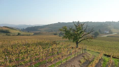 Aerial-view-of-vineyard-fields-orbiting-a-tree