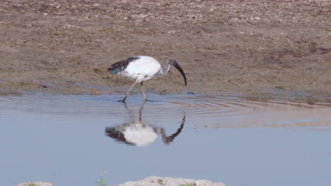 Sacred-ibis-drinking-water-and-preening-while-walking-on-the-pond-in-Botswana---medium-shot