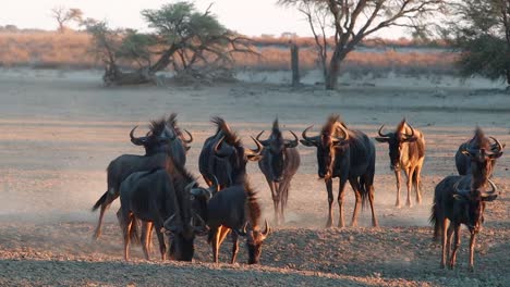 Golden-angled-evening-light-rims-a-confusion-of-Wildebeest-in-Kalahari