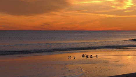 Mittelmeerstrand-Bei-Sonnenaufgang-Mit-Seevögeln-Auf-Goldenem-Sand