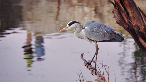 Grey-Heron-Standing-On-A-Piece-Of-Wood-By-The-Lake-In-Bostwana-With-Reflections-Of-Two-People-On-The-Lake-Water---Closeup-Shot