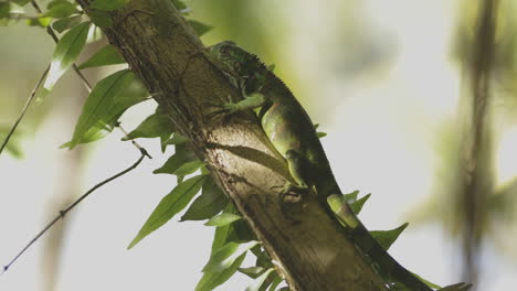 Green-Iguana-with-ants-passing-by-while-rests-on-a-tree-trunk-in-the-Amazonian-Rainforest-of-Brazil