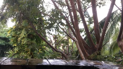 Rain-drops-are-falling-on-the-edge-of-a-balcony-with-the-tropical-trees-behind
