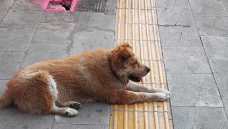 Obdachloser-Hund-Auf-Der-Straße-Im-Stadtzentrum-Von-Athen
