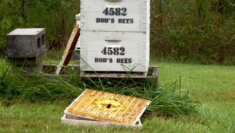 Honigbienen-Im-Offenen-Bienenstock-Auf-Einem-Bauernhof-4k
