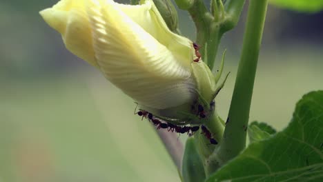 Grandes-Hormigas-Tejedoras-Rojas-Explorando-Una-Flor-Blanca-En-Una-Planta-Verde
