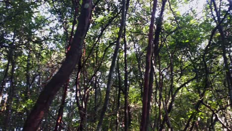 Ein-Blick-Aus-Der-Tiefe-Des-Regenwaldes,-Der-Schattige,-Gebogene-Bäume-Und-Hellgrüne,-Von-Der-Sonne-Beleuchtete-Blätter-Zeigt,-Die-Den-Reisenden-Dazu-Bringen,-Sich-Von-Der-Realität-Zu-Lösen