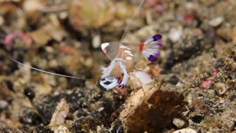 Small-colourful-anemone-shrimp-dancing-around-underwater