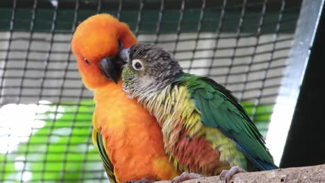 Bunte-Papageien-Sind-In-Einem-Park-Verliebt