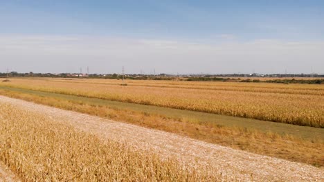 Luftaufnahmen-Mit-Landwirtschaftskonzept-Von-Maisfeldern-Im-Vordergrund-Und-Im-Hintergrund