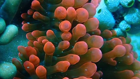 a-little-clark-anemone-fish-peeking-out-from-his-red-anemone-home