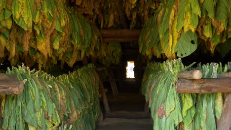inside-the-tobacco-drier-house