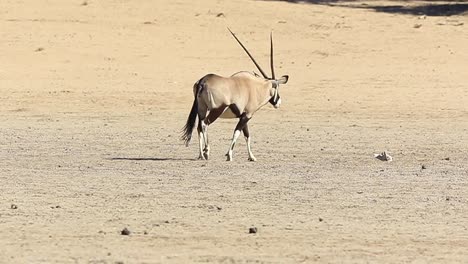 Adult-Gemsbok-Oryx-antelope-chews-cud-in-featureless-Kalahari-sand