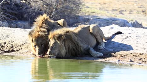 Two-massive-male-African-Lions-drink-water-side-by-side,-South-Africa