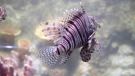 Pez-León-Común-Nadando-Sobre-Los-Arrecifes-De-Coral-Animales-Hermosos-Y-Peligrosos