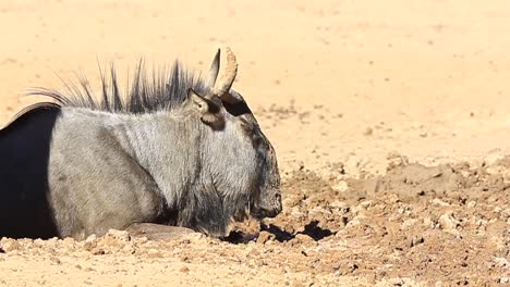 Muddy-Wildebeest-lies-in-cool-wet-sand-on-a-hot-Kalahari-mid-day