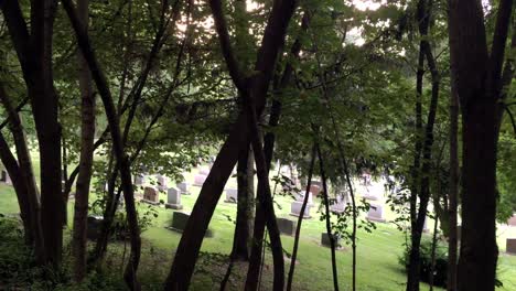 X-förmige-Bäume-Vor-Dem-Friedhof,-Statisch,-Aussichtsfriedhof