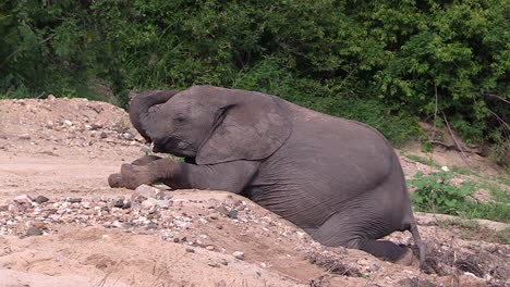 An-elephant-calf-resting-on-the-sandy-dried-up-riverbed-in-Timbavati,-South-Africa