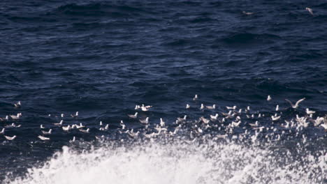 A-large-school-of-pelagic-fish-below-the-water-surface-while-flocks-of-sea-gulls-float-on-the-water-surface