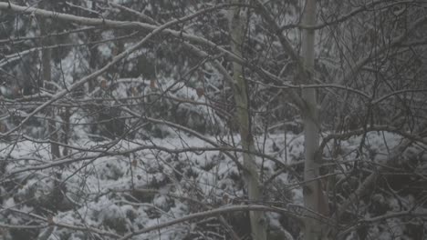 SLOW-MOTION:-Pan-shot-of-snow-falling-heavily-on-a-birch-tree-in-a-garden