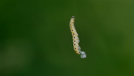 a-caterpillar-climbs-up-her-silk-thread