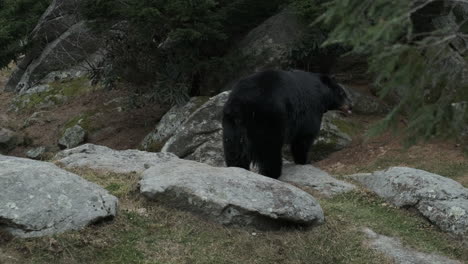 A-black-bear-walking-around-in-a-mountain-habitat
