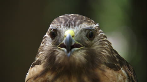 close-shot-of-red-tailed-hawk