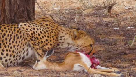 A-Cheetah-Gorging-On-The-Intestines-Of-A-Freshly-Killed-Deer-In-Kalahari-Desert,-South-Africa---close-up