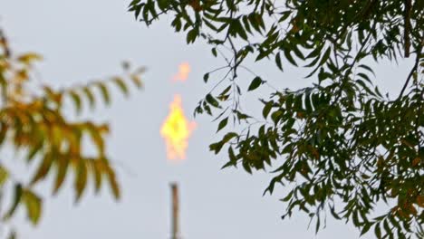 natural-gas-burnoff-blurred-in-the-background-between-trees-with-the-flames-burning-orange
