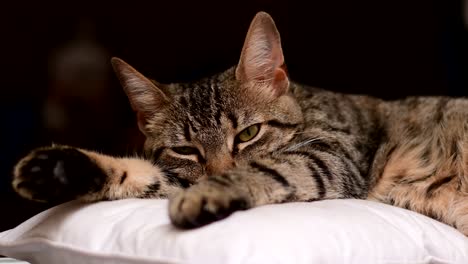 Portrait-of-a-European-Shorthair-cat-resting-on-a-cushion,-a-medium-shot-against-a-dark,-blured-out-background