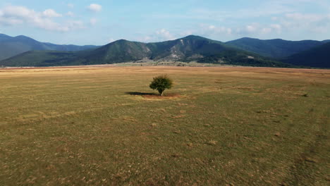 Langsame-Luftbildkamera,-Die-Von-Einem-Einzelnen-Baum-Auf-Einem-Weiten-Feld-In-Kroatien-Wegfliegt