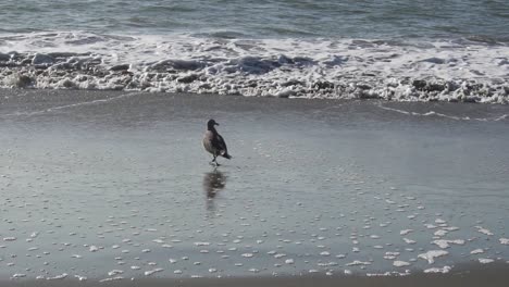 Heermann's-Gull-Looking-For-Food-on-Sandy-Beach-by-Pacific-Ocean,-San-Francisco