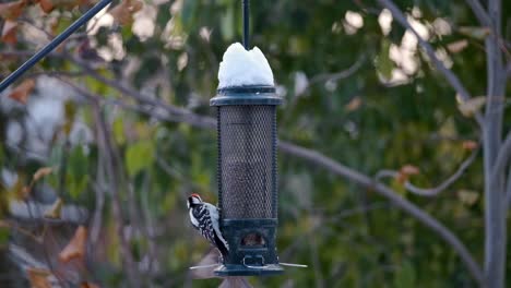 Mean-Woodpecker-kicks-Hungry-Finch-off-Snowy-Bird-Feeder,-Slow-Motion