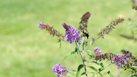 Hochgeschwindigkeits-Kolibri-Bienenmotte-Auf-Schmetterlingsstrauch