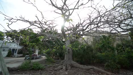 Weitwinkelaufnahme-Eines-Baumes-Mit-Wenigen-Blättern-An-Ästen-In-Key-West,-Florida
