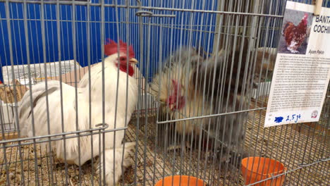 Close-up-of-fighting-cochin-chickens-in-cage-aggressively-attack-each-other