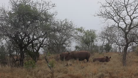 Un-Choque-De-Rinoceronte-Blanco-Descornado-Se-Relaja-En-La-Reserva-Privada-De-Thanda
