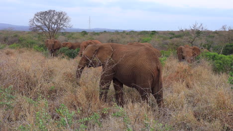 Afrikanische-Buschelefantenherde-Frisst-Trockene-Gräser-Im-Thanda-Privatreservat