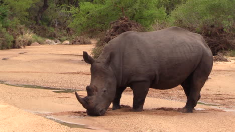 Toro-De-Rinoceronte-Blanco-Tropieza-En-La-Arena-Blanda-Del-Lecho-Húmedo-De-Un-Río-En-Sudáfrica