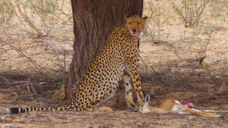 Cheetah-Sitting-Up-And-Looking-Around-With-Blood-Stains-Around-Its-Mouth-After-Eating-A-Fresh-Kill-Springbok-In-Kalahari-Desert,-South-Africa