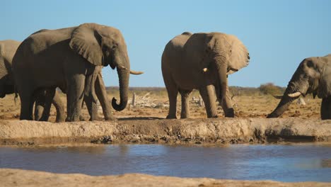 Comportamiento-Agresivo-Entre-Elefantes-Africanos-Machos-Parados-En-La-Orilla-Del-Río-En-El-Parque-Nacional-Nxai-Pan,-Botswana